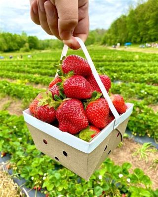 房山草莓採摘哪裏好：探索草莓的最佳采摘地